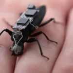 Cyborg cockroach