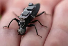 Cyborg cockroach