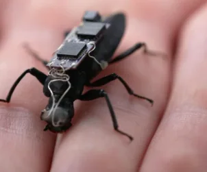 Cyborg cockroach